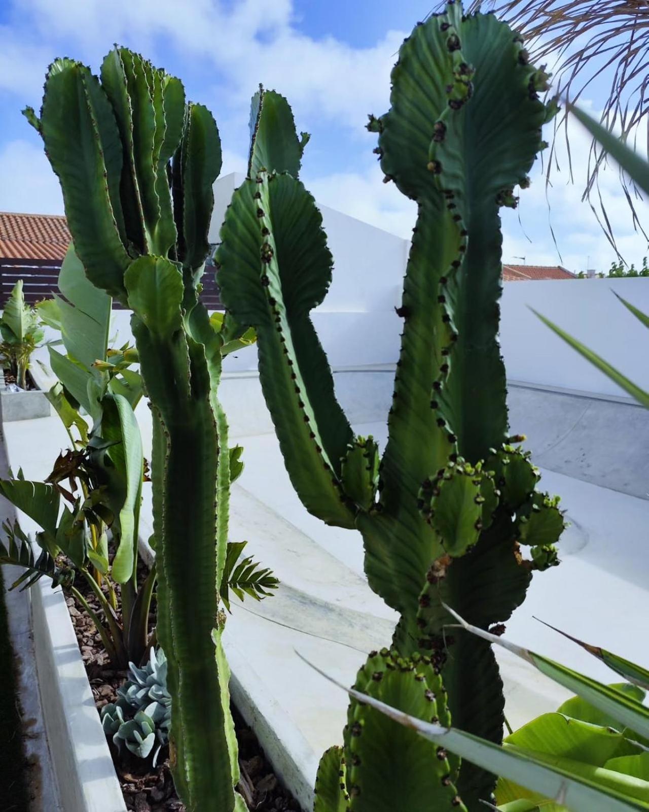 Casa Biota Apartment ซาเกรส ภายนอก รูปภาพ